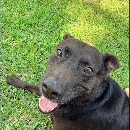 Enlarge Murphy, a Adoptable mixed breed in New Fairfield, CT image 2/6