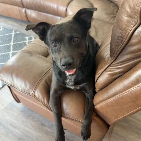 Enlarge Murphy, a Adoptable mixed breed in New Fairfield, CT image 3/6
