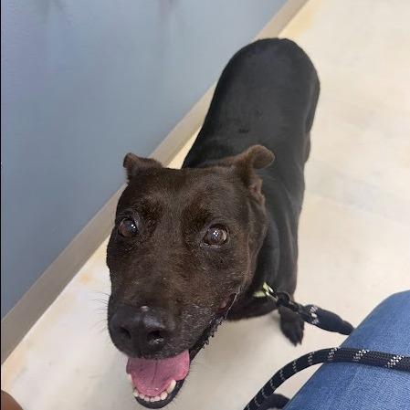 Enlarge Murphy, a Adoptable mixed breed in New Fairfield, CT image 4/6