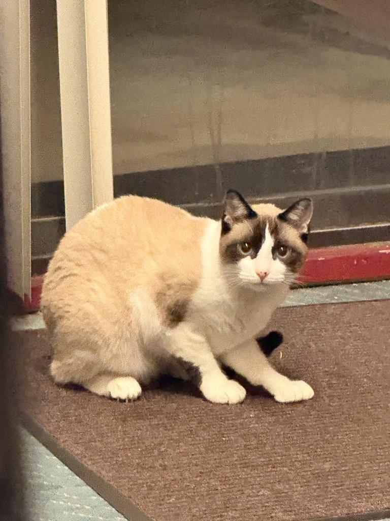 Enlarge Sugar, a Adoptable Snowshoe in Coachella, CA image 1/1