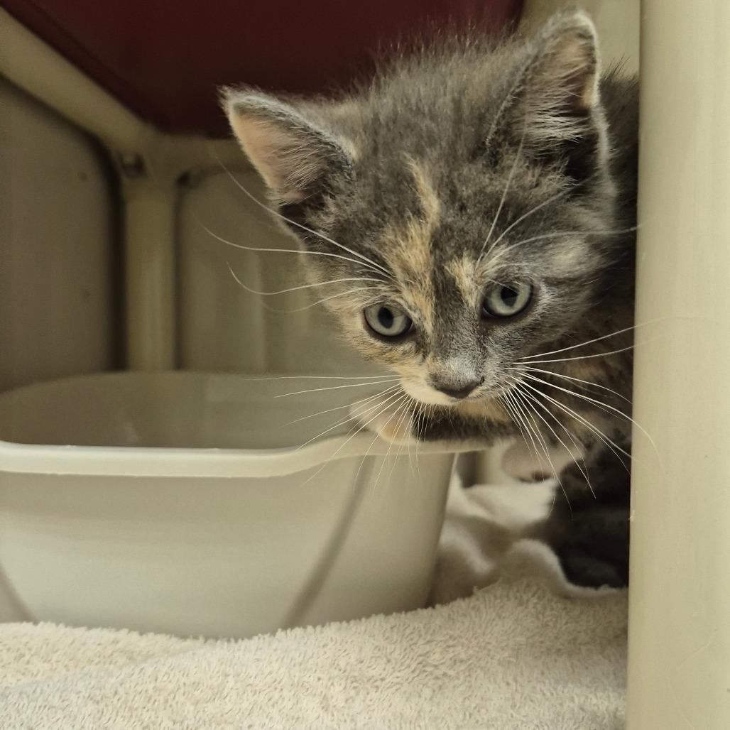 Cupcake, a Adoptable Domestic Short Hair in Drumheller, AB image 2/2