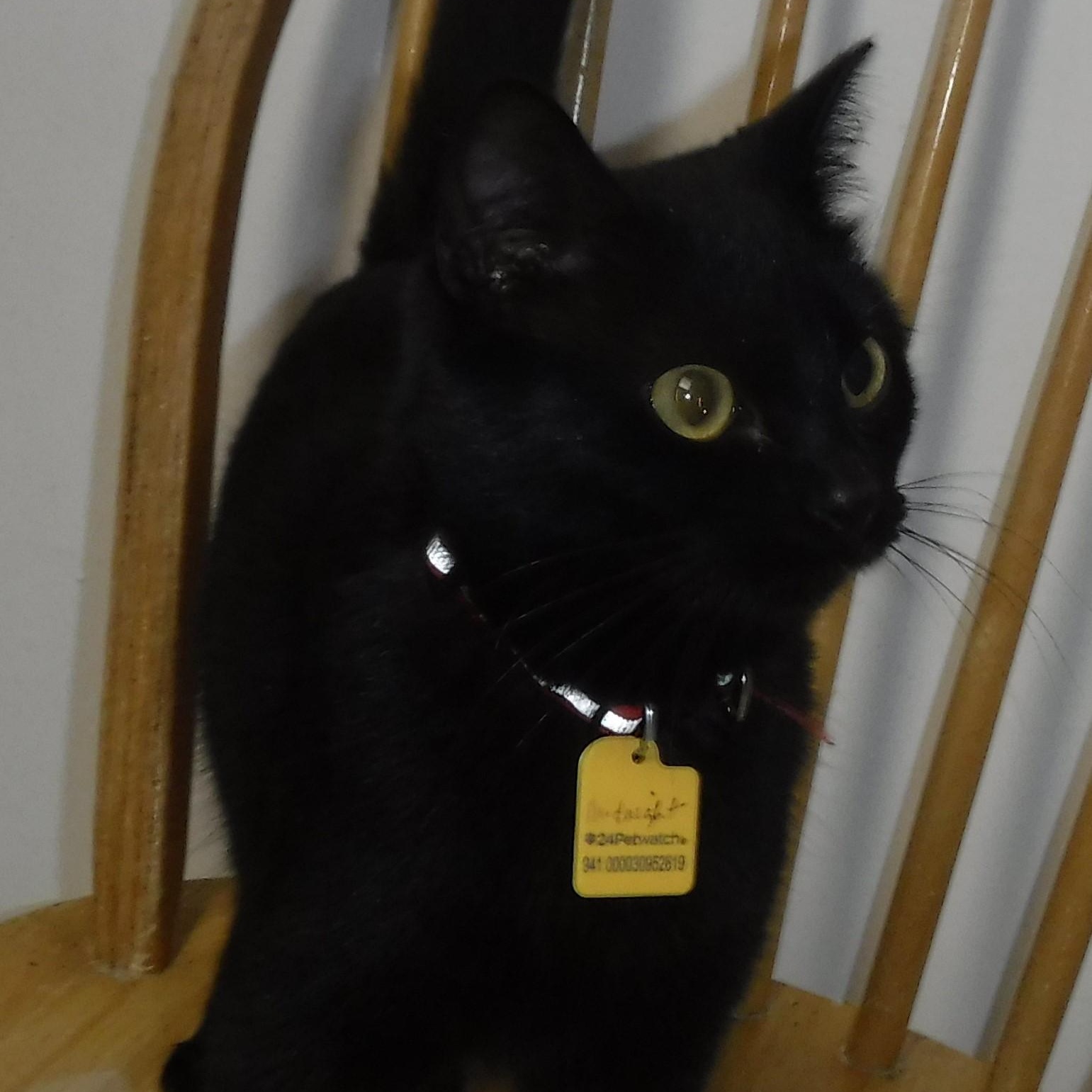 Midnight - Very Social