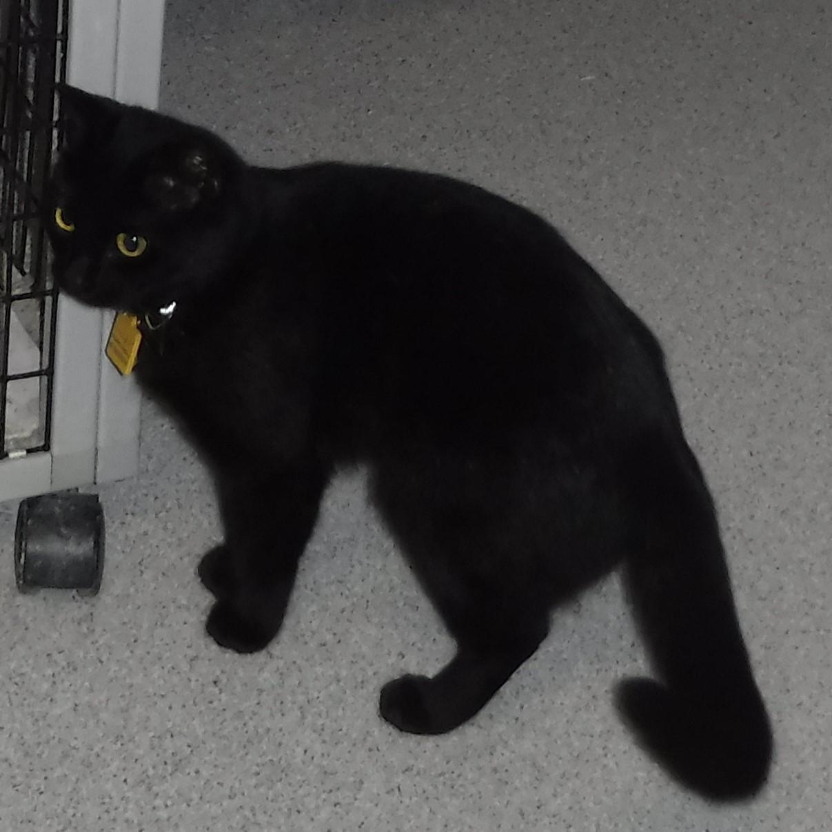 Midnight - Very Social