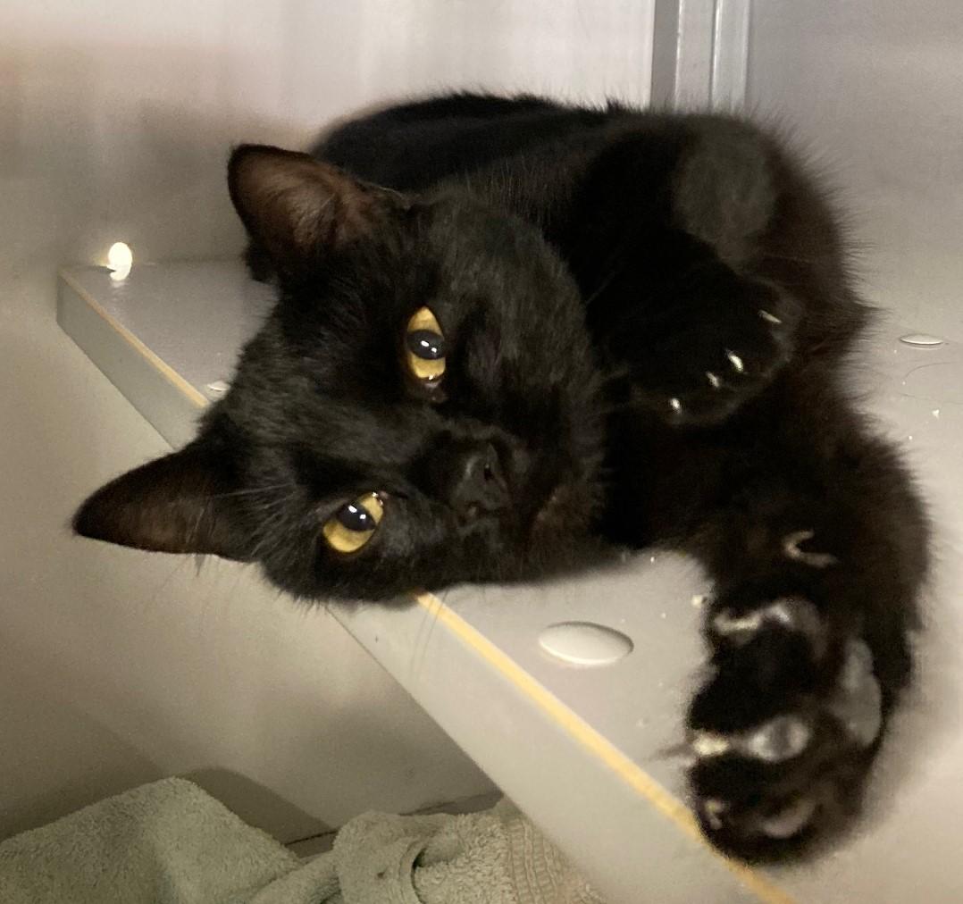 Midnight - Very Social