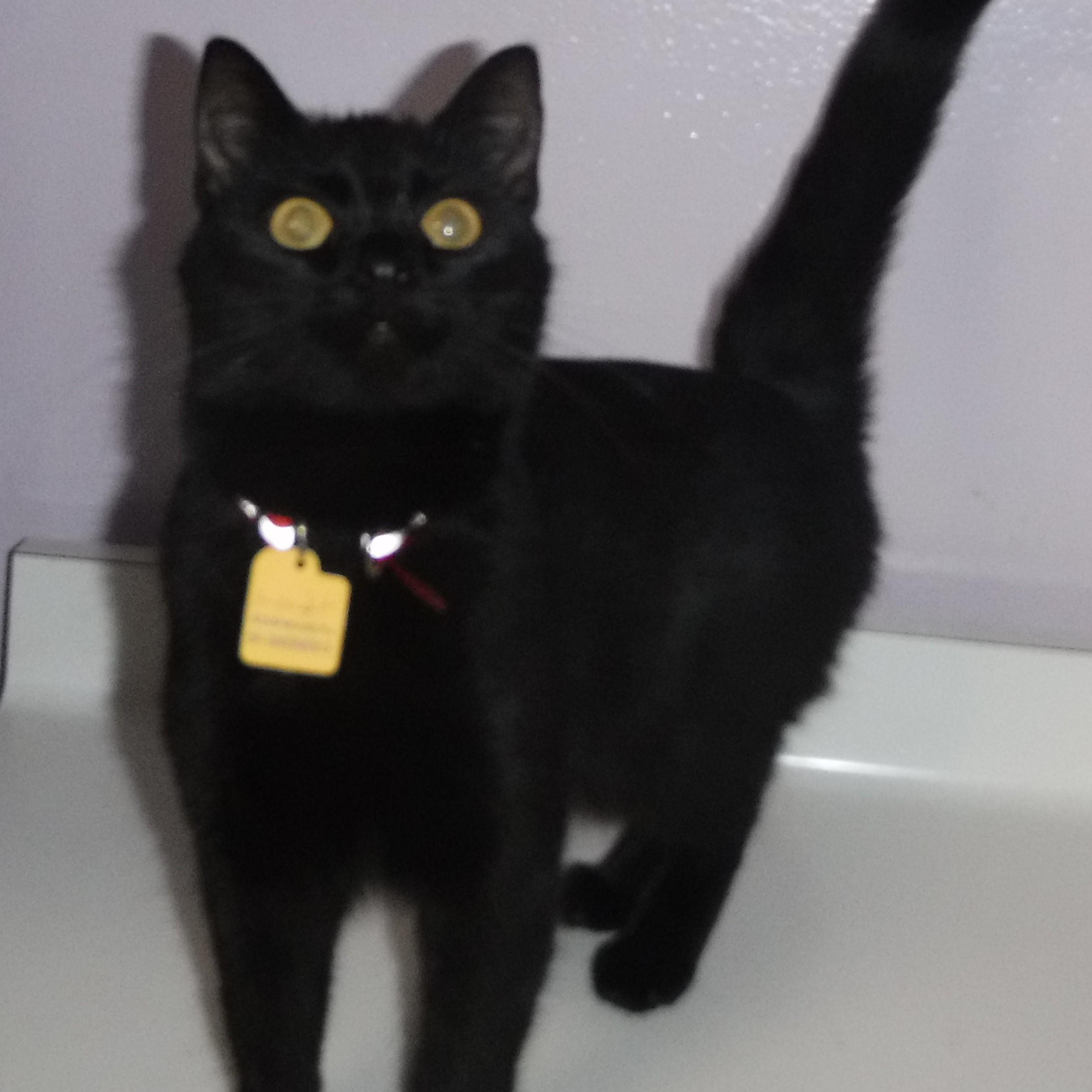 Midnight - Very Social