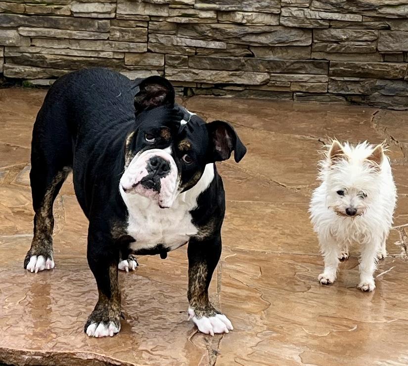 Enlarge Principessa - Preenchie, a ADOPTABLE mixed breed in El Segundo, CA image 5/6