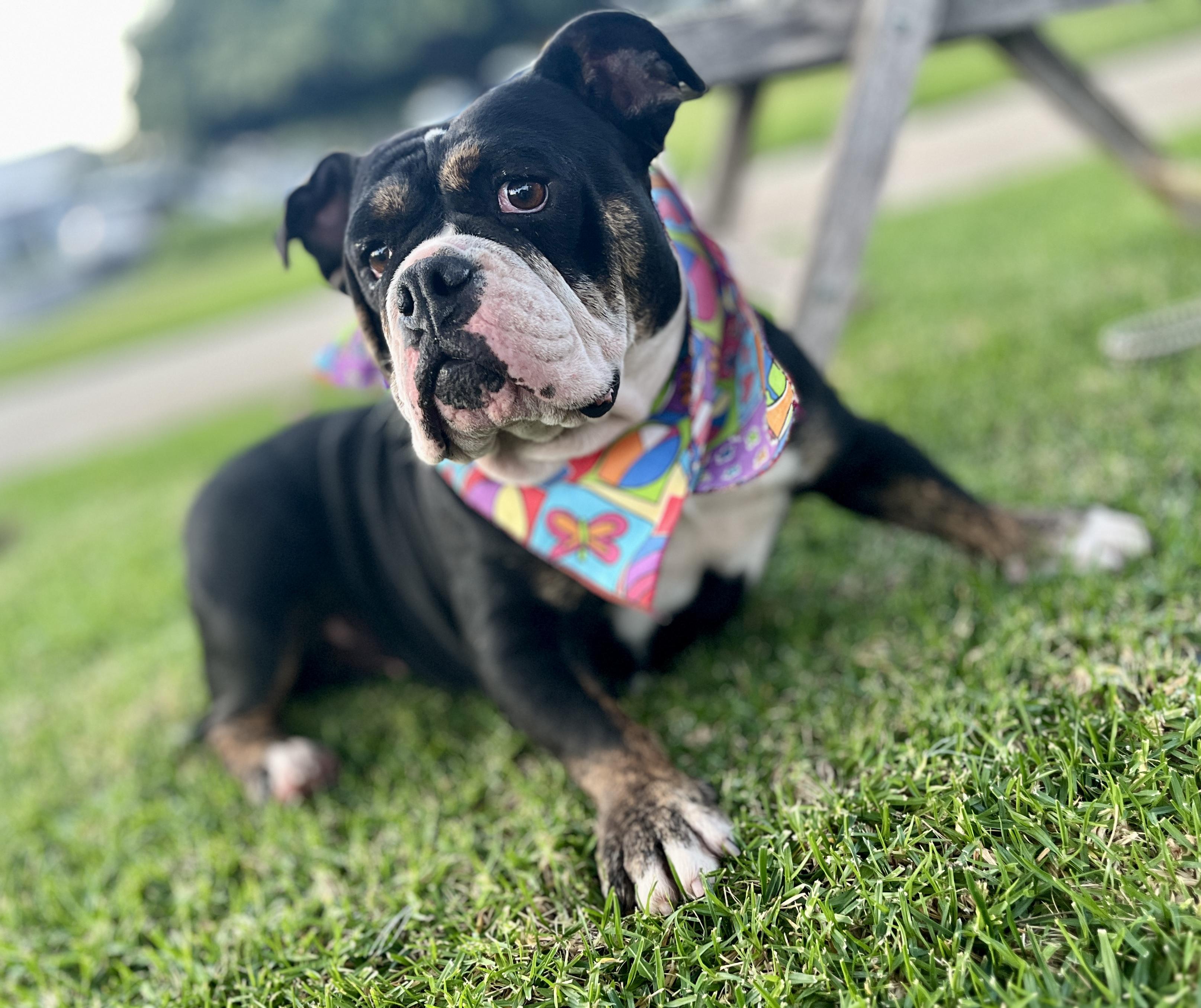 Enlarge Principessa - Preenchie, a ADOPTABLE mixed breed in El Segundo, CA image 1/6