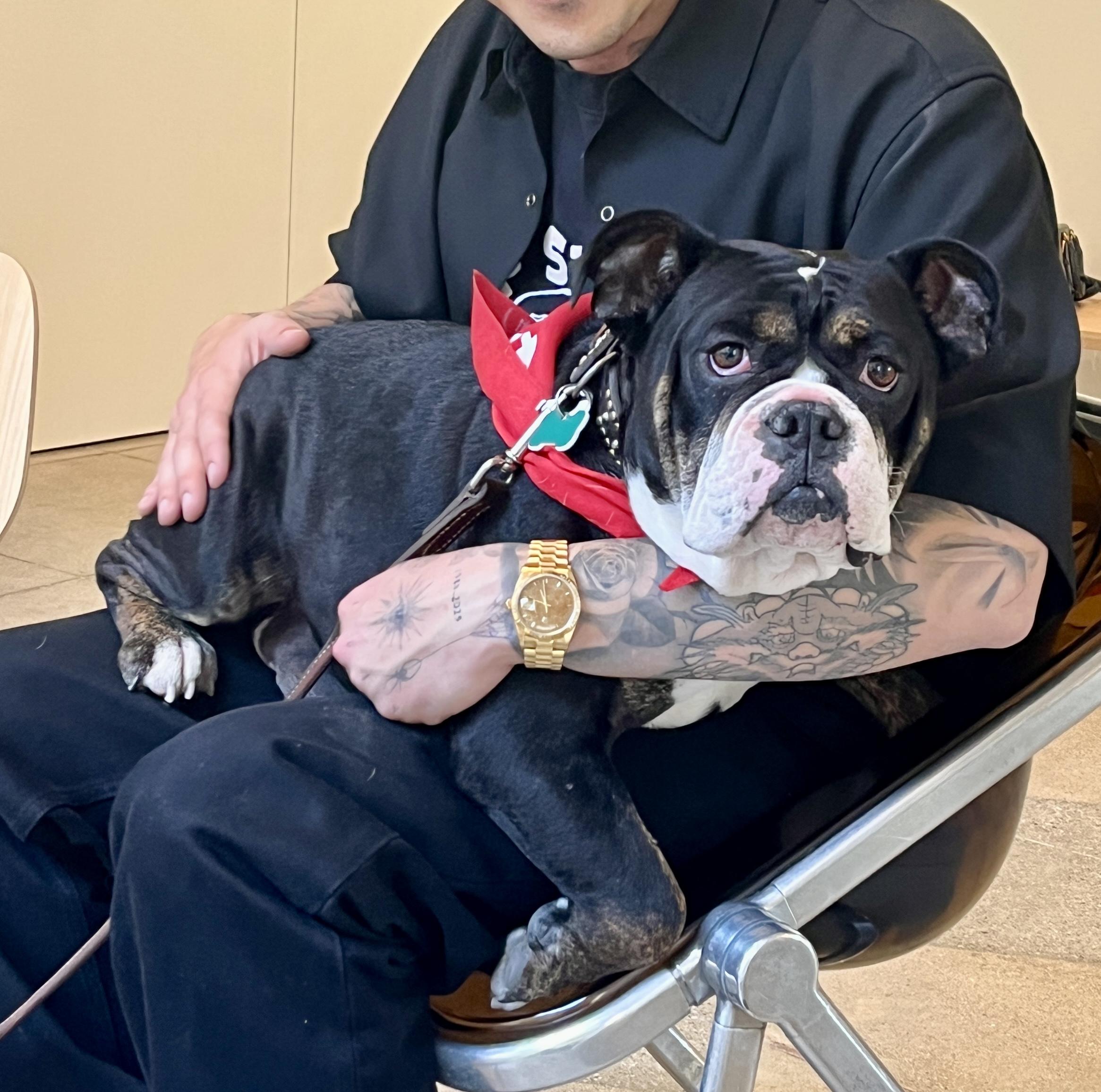 Enlarge Principessa - Preenchie, a ADOPTABLE mixed breed in El Segundo, CA image 3/6