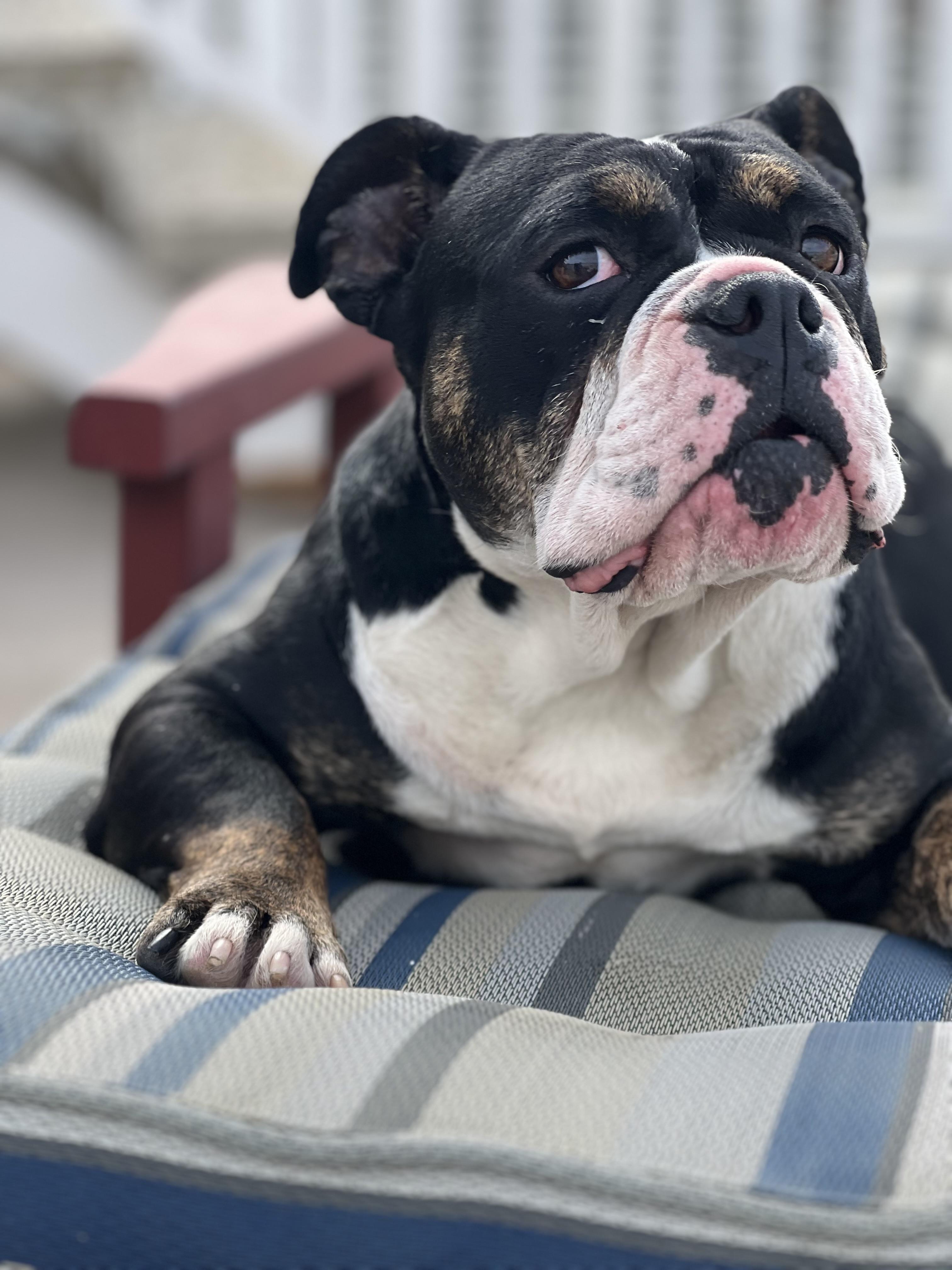 Enlarge Principessa - Preenchie, a ADOPTABLE mixed breed in El Segundo, CA image 4/6