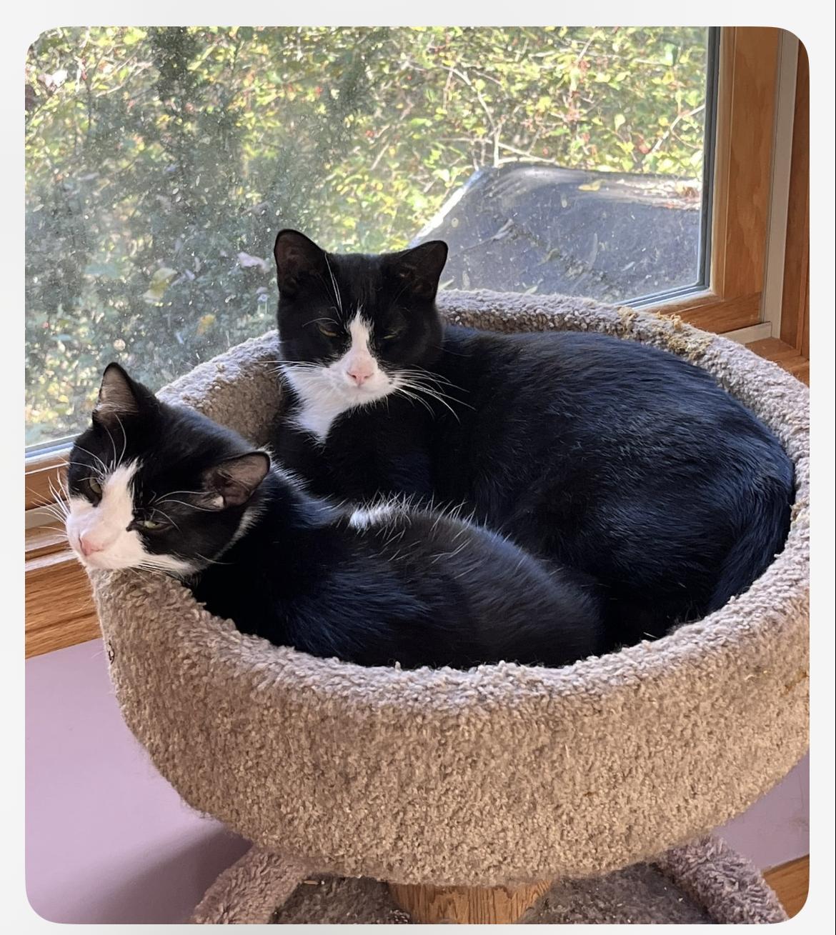 Enlarge Button & Socks, a ADOPTABLE Domestic Short Hair in Wadsworth, OH image 2/4