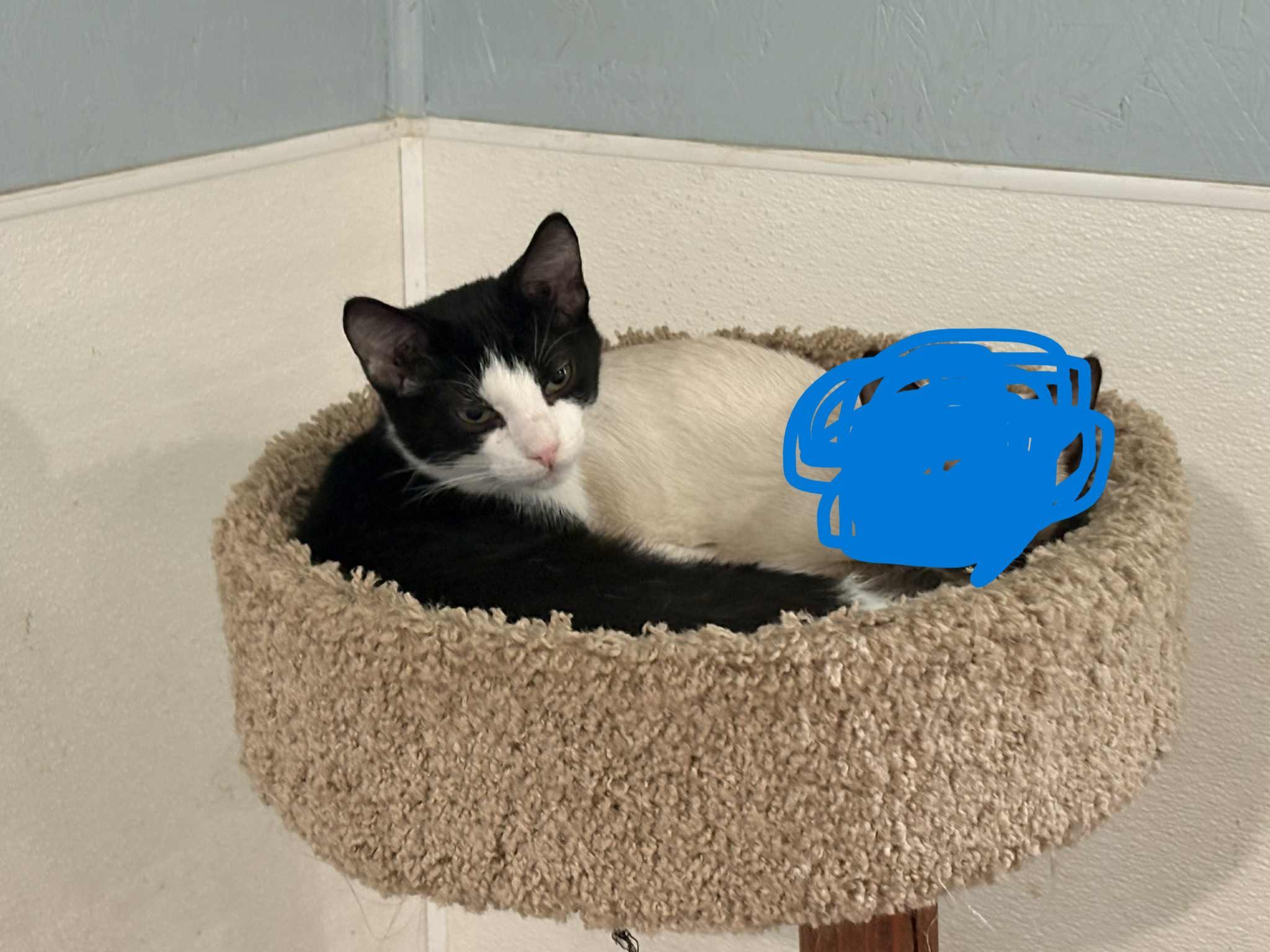 Enlarge Button & Socks, a ADOPTABLE Domestic Short Hair in Wadsworth, OH image 4/4