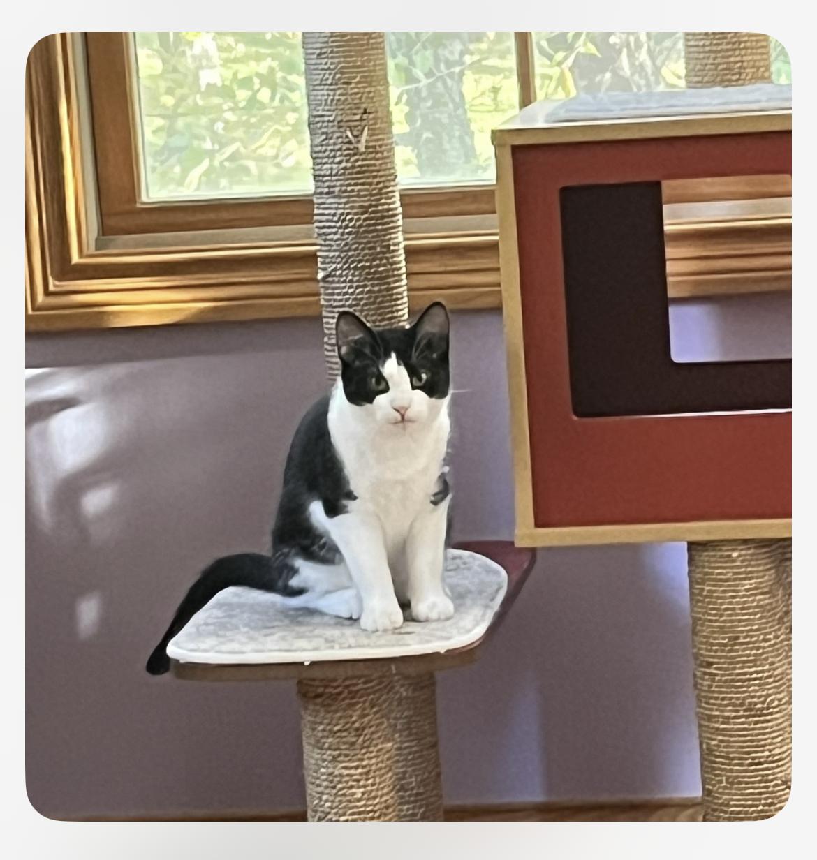 Button & Socks, ADOPTABLE, Young Male Domestic Short Hair.