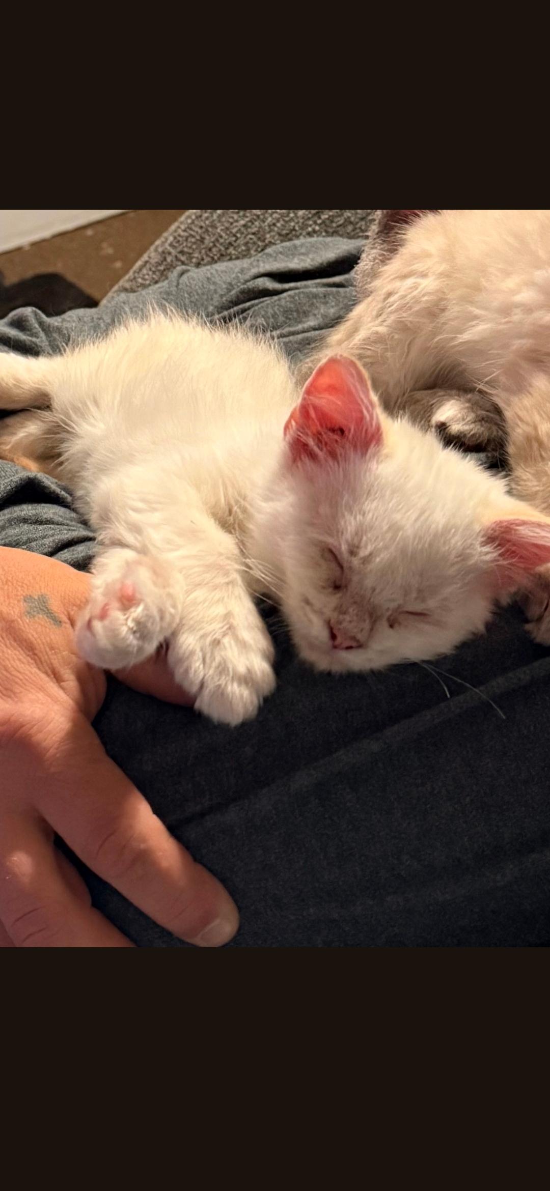 Bone, Adopted, Young Male Domestic Short Hair.