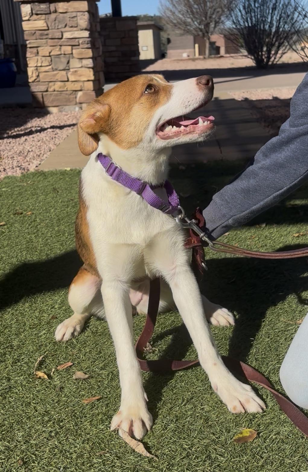 Enlarge Lily Lou, a ADOPTABLE mixed breed in Payson, AZ image 3/4