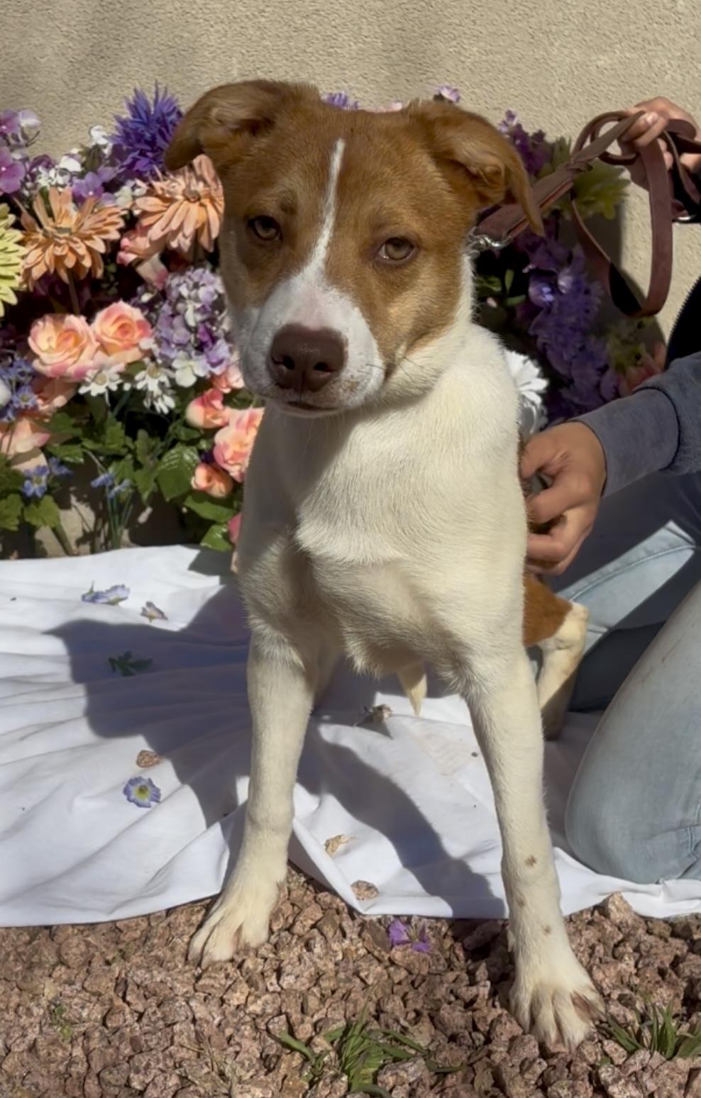 Enlarge Lily Lou, a ADOPTABLE mixed breed in Payson, AZ image 2/4