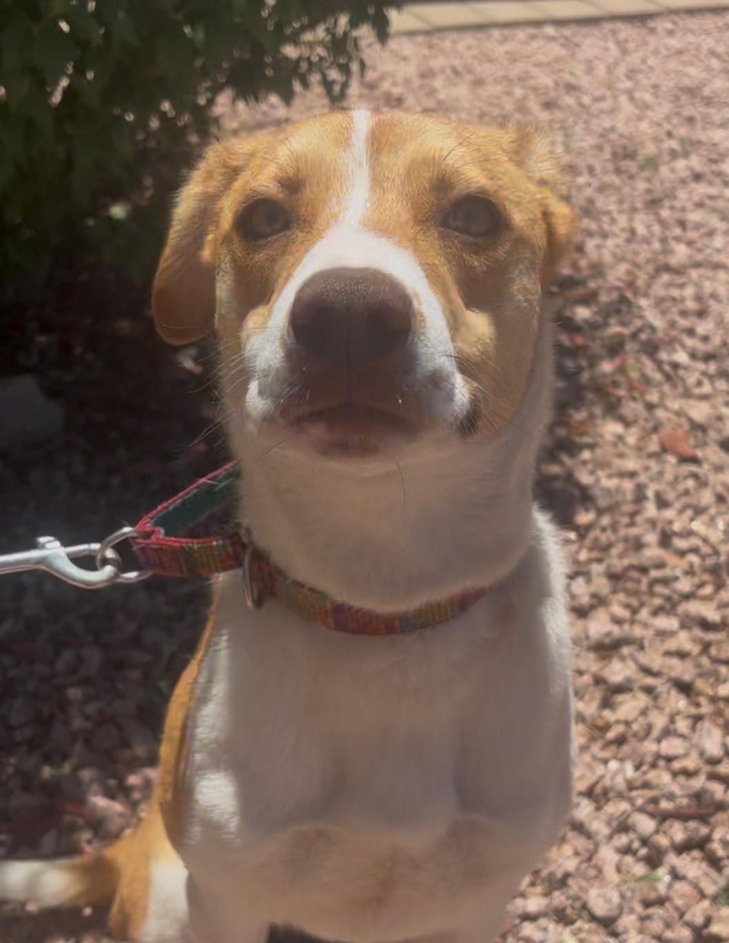 Enlarge Lily Lou, a ADOPTABLE mixed breed in Payson, AZ image 1/4
