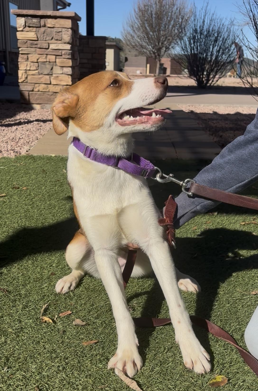 Enlarge Lily Lou, a ADOPTABLE mixed breed in Payson, AZ image 4/4