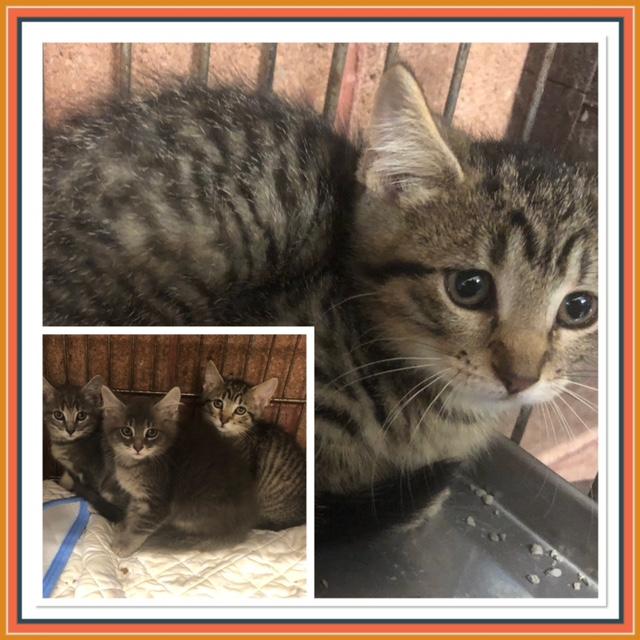 AZEEL, ADOPTABLE, Kitten Female Domestic Short Hair.