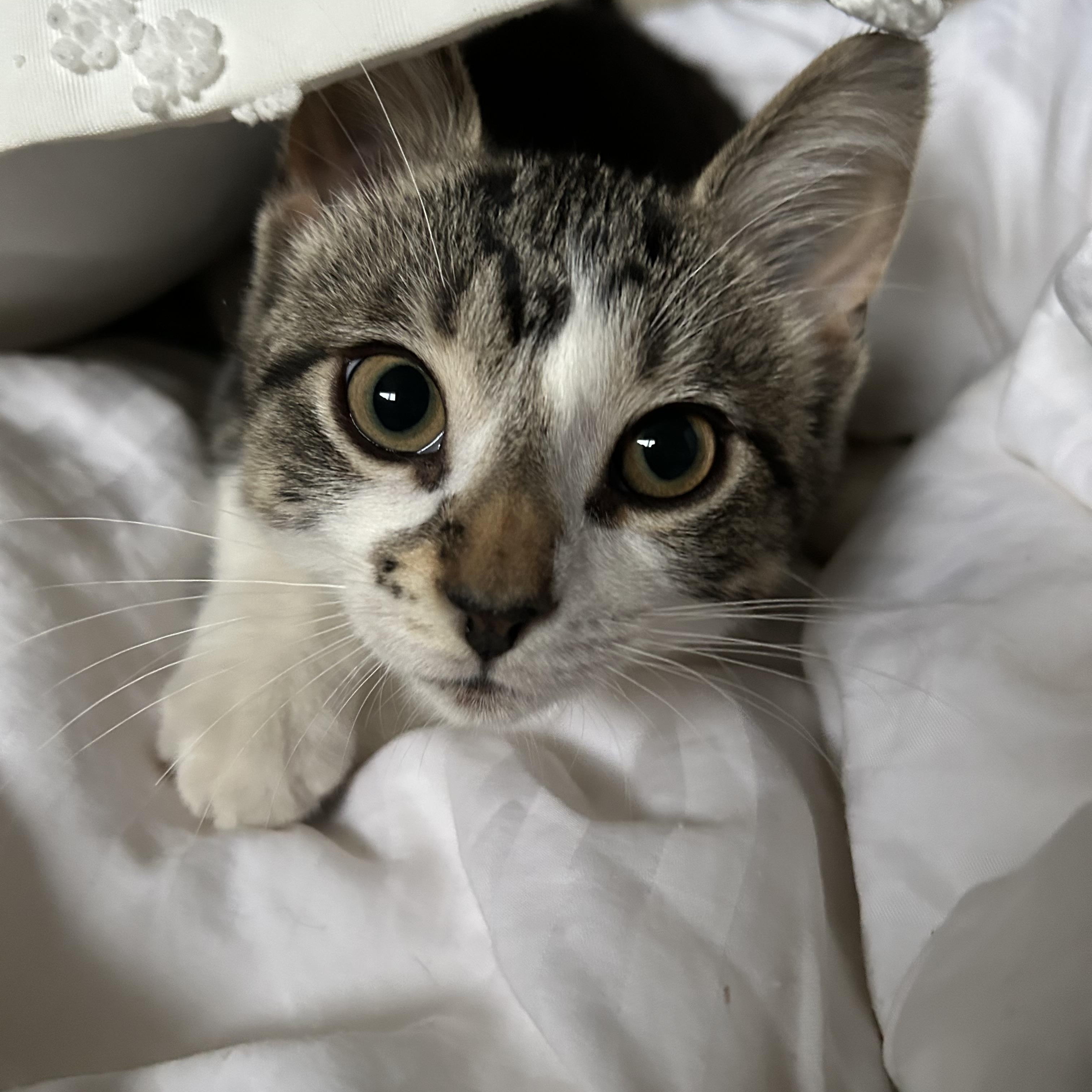 Ricky-Bobby, Baby Male unknown