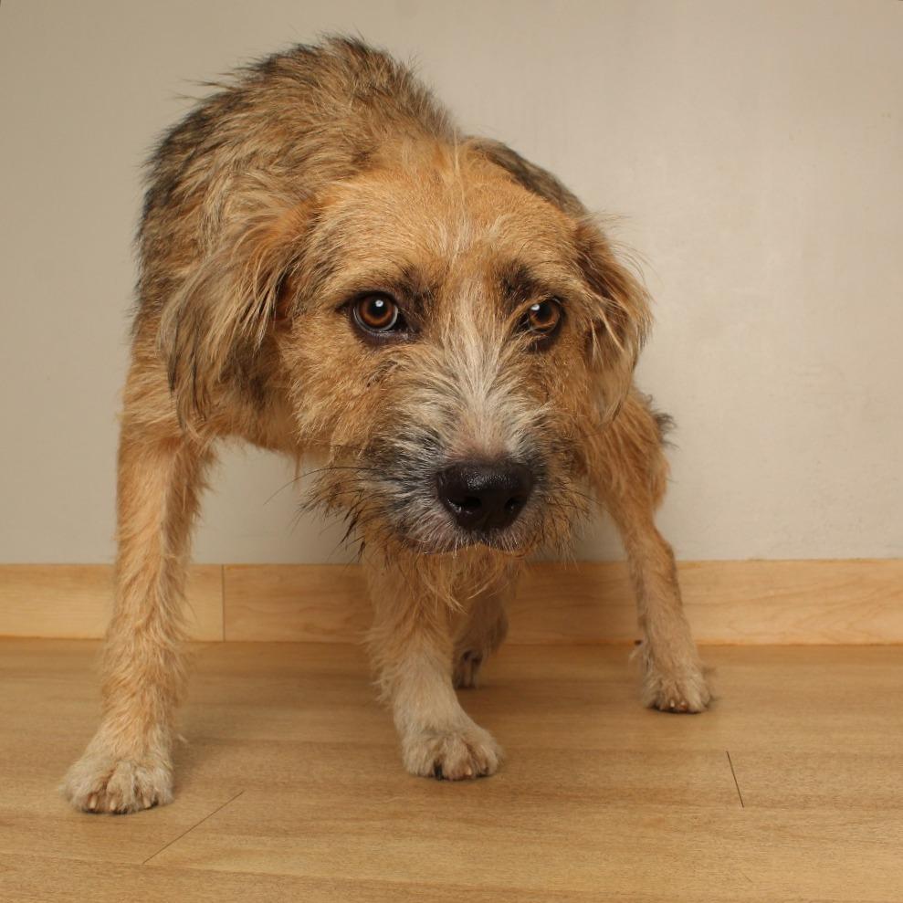 Adele D71360, Adoptable, Adult Female Welsh Terrier & Mixed Breed.
