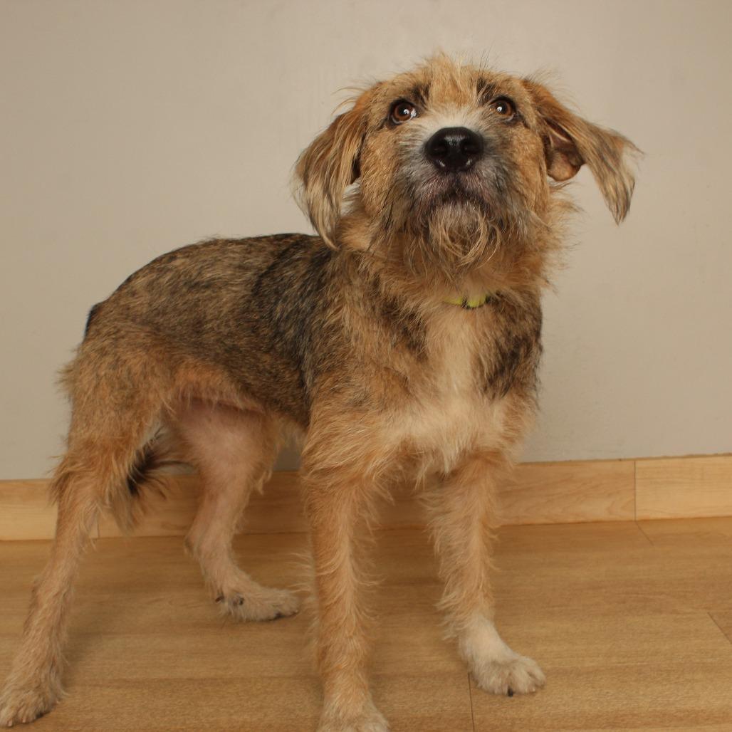 Enlarge Adele D71360, a Adoptable mixed breed in Minnetonka, MN image 2/6
