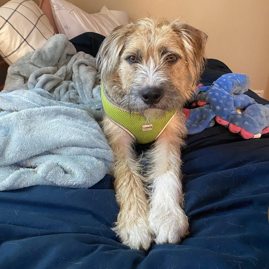 Enlarge Adele D71360, a Adoptable mixed breed in Minnetonka, MN image 3/6
