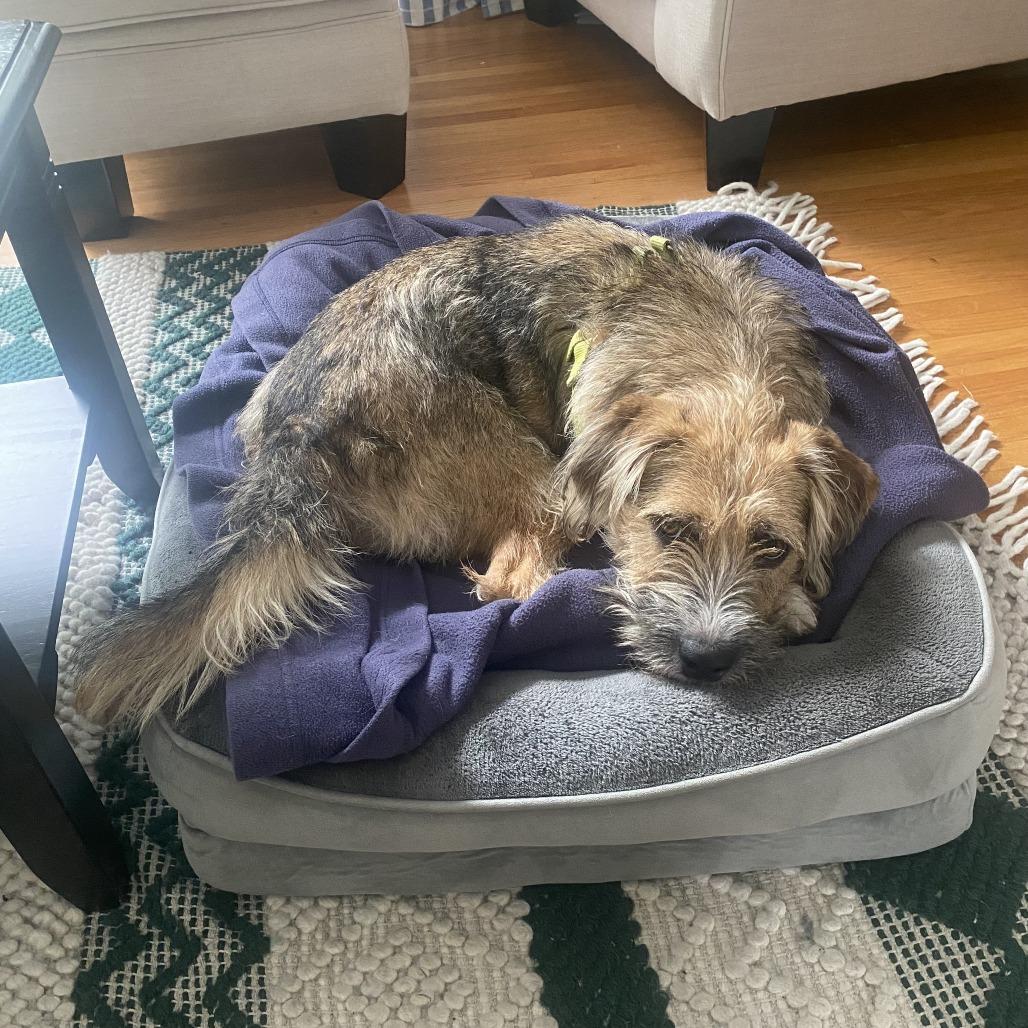 Enlarge Adele D71360, a Adoptable mixed breed in Minnetonka, MN image 4/6