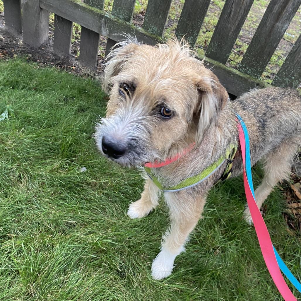 Enlarge Adele D71360, a Adoptable mixed breed in Minnetonka, MN image 5/6