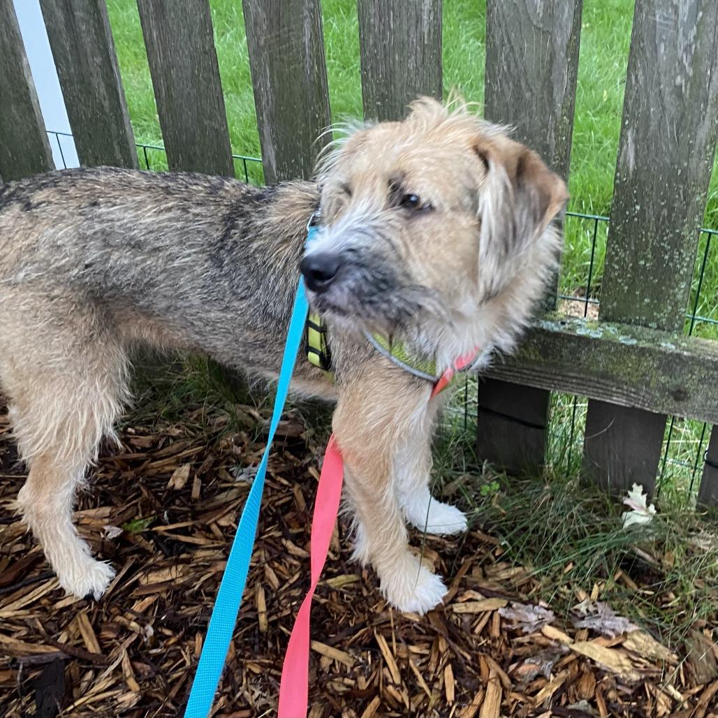Enlarge Adele D71360, a Adoptable mixed breed in Minnetonka, MN image 6/6