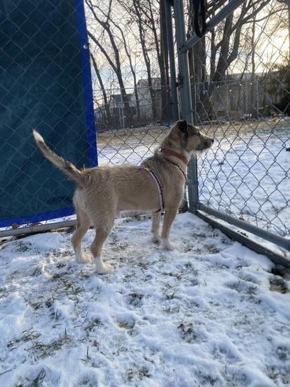 Enlarge Ferg, a Adoptable mixed breed in Hobart, IN image 1/3