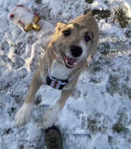 Enlarge Ferg, a Adoptable mixed breed in Hobart, IN image 2/3