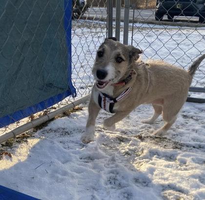 Enlarge Ferg, a Adoptable mixed breed in Hobart, IN image 3/3