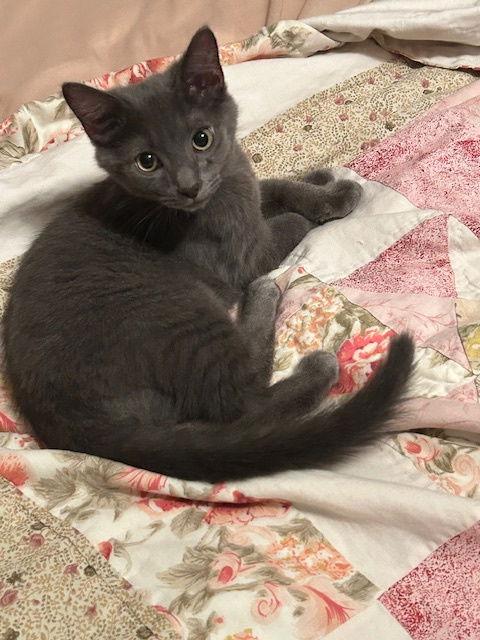 Soot, Adoptable, Kitten Male Russian Blue.