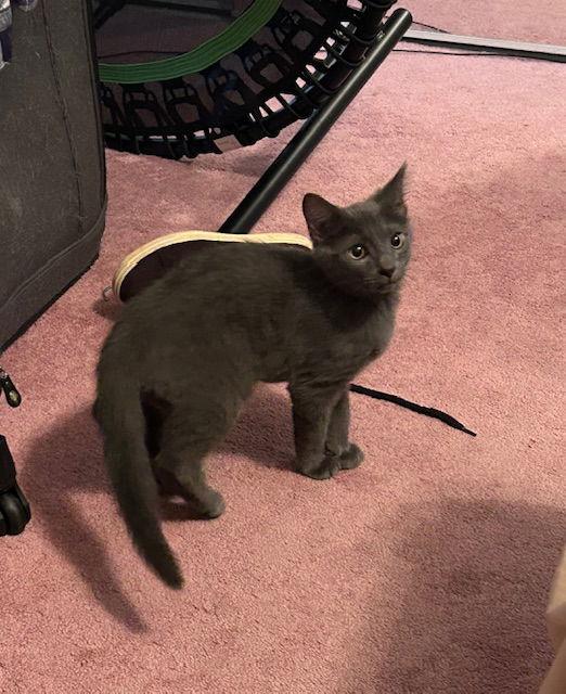 Soot, a Adoptable Russian Blue in Orlando, FL image 2/3