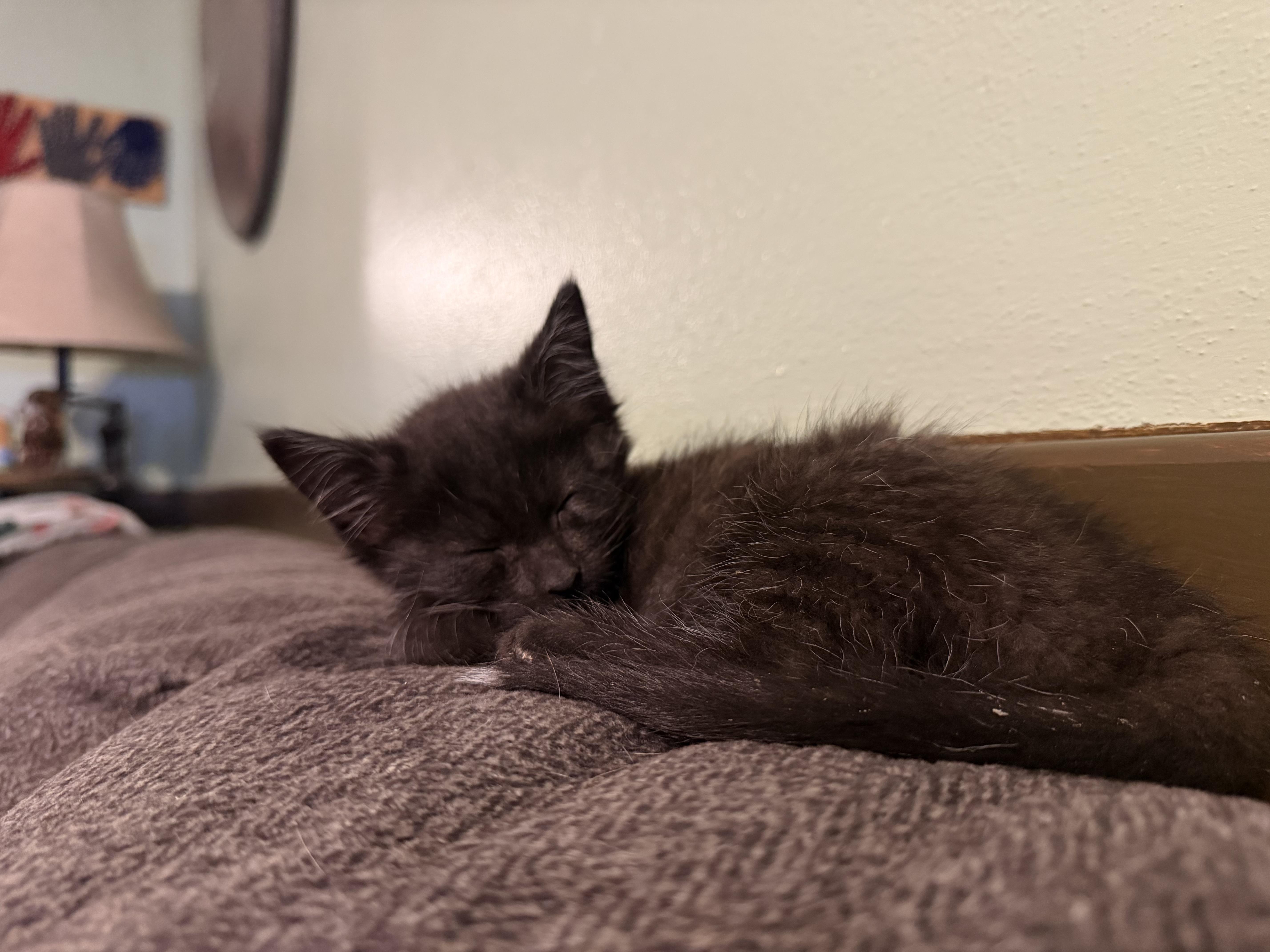 Combine, adopted, Kitten Male Domestic Short Hair.