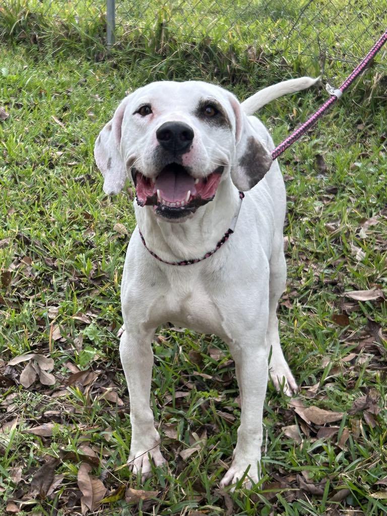 Spanky, Adult Male Mixed Breed
