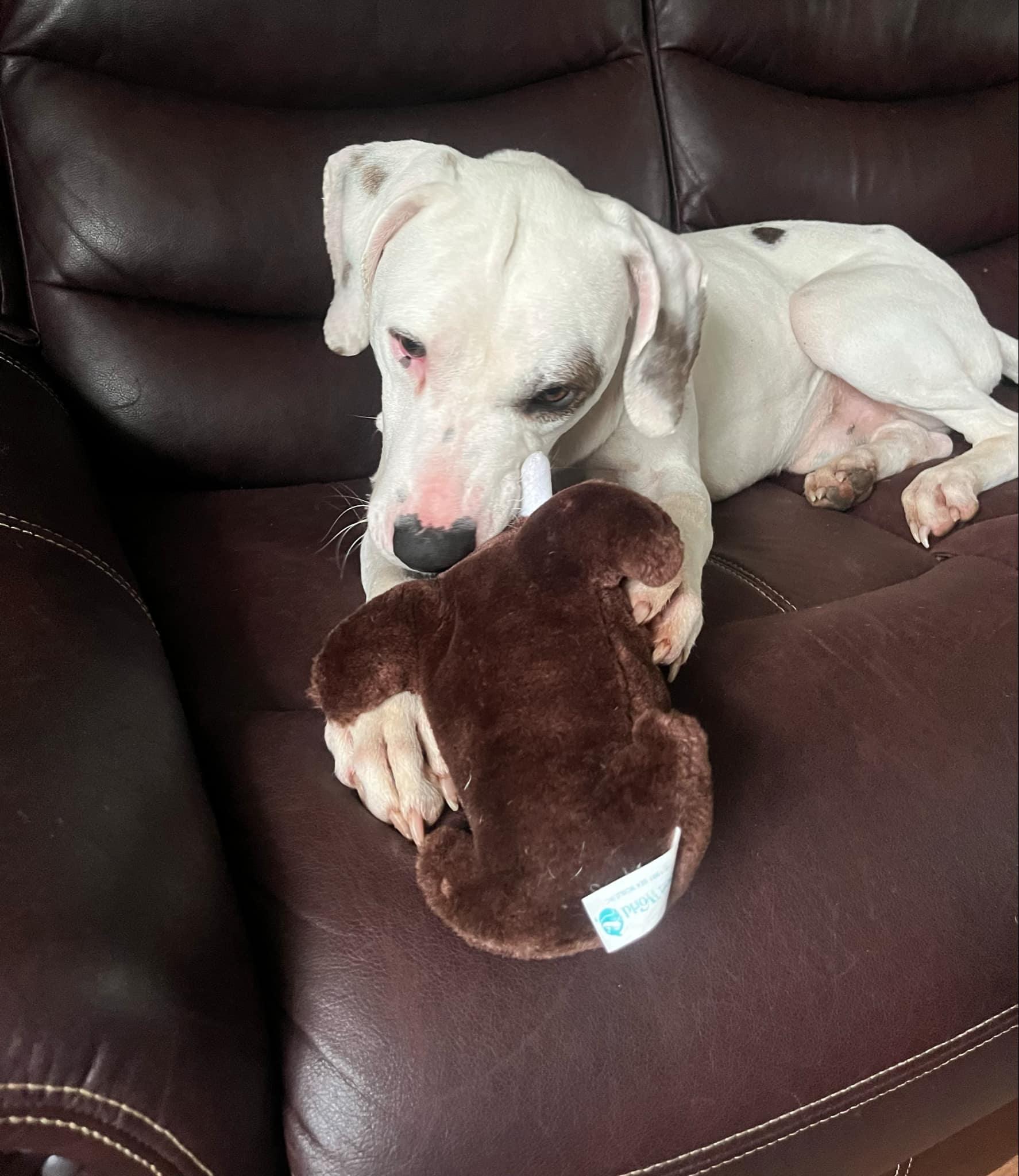 Enlarge Spanky, a Adoptable mixed breed in Kearny, NJ image 4/5