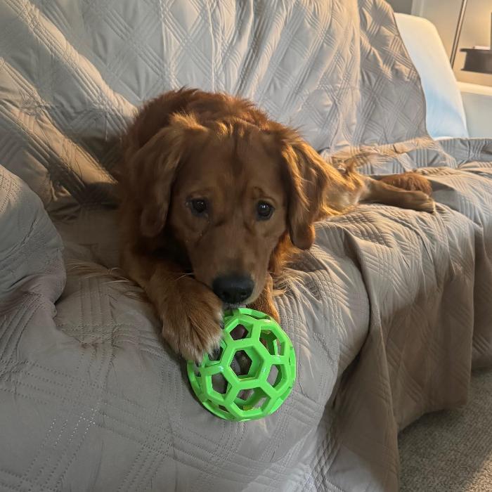 Buddy Johnson #6682, Adoptable, Adult Male Golden Retriever.