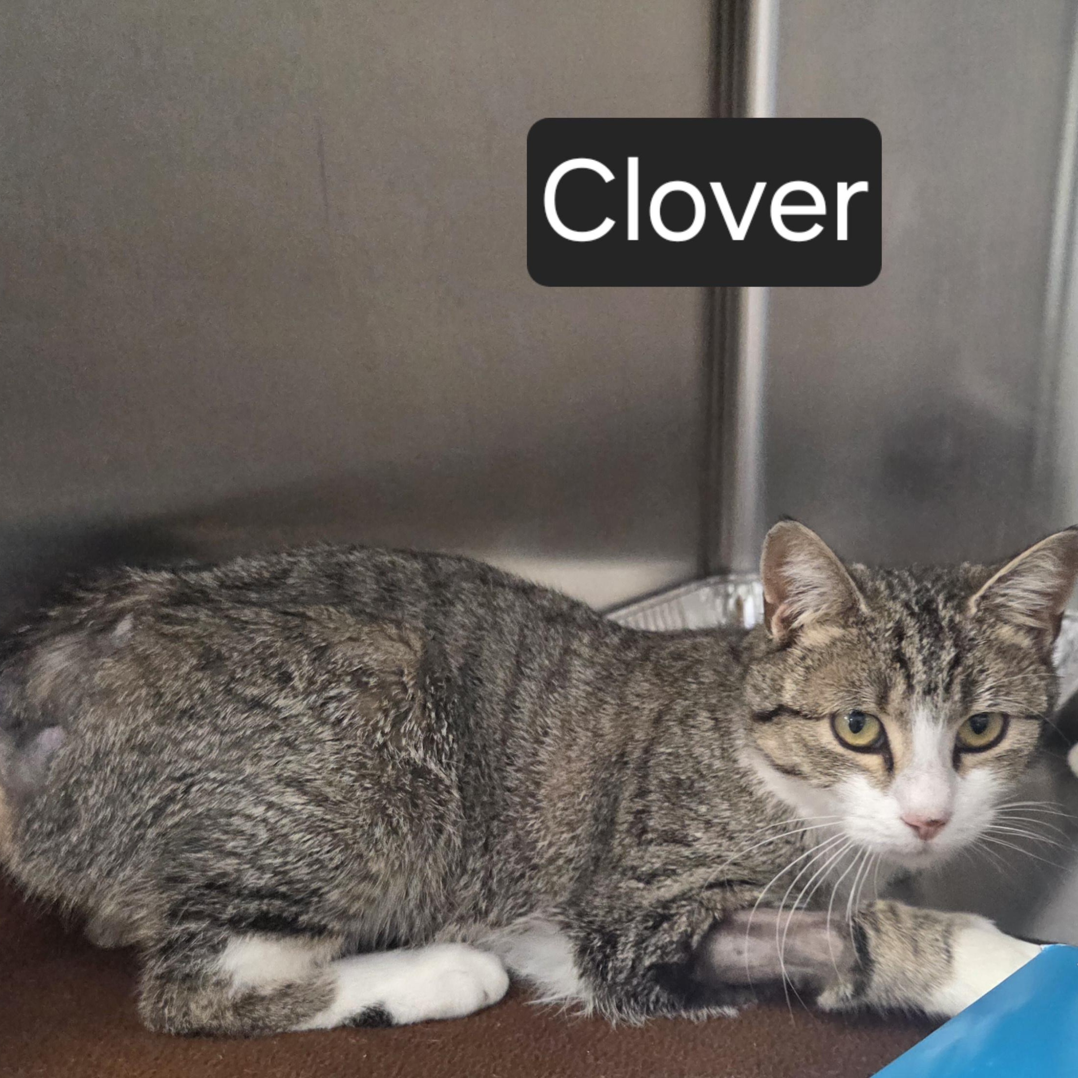 Clover, adopted, Young Female Domestic Short Hair.