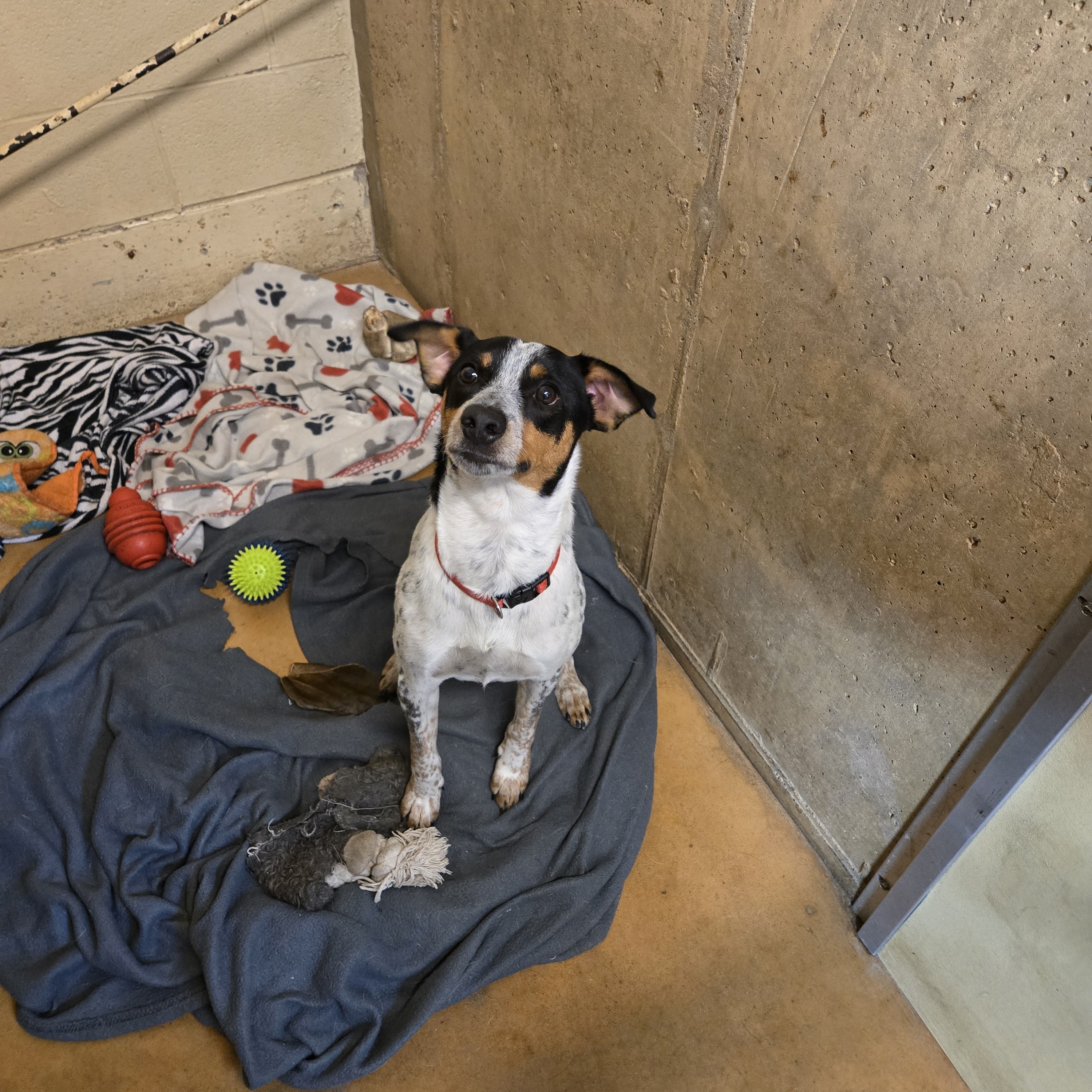 Enlarge Chewy, a Adoptable Jack Russell Terrier in Toledo, OH image 1/1