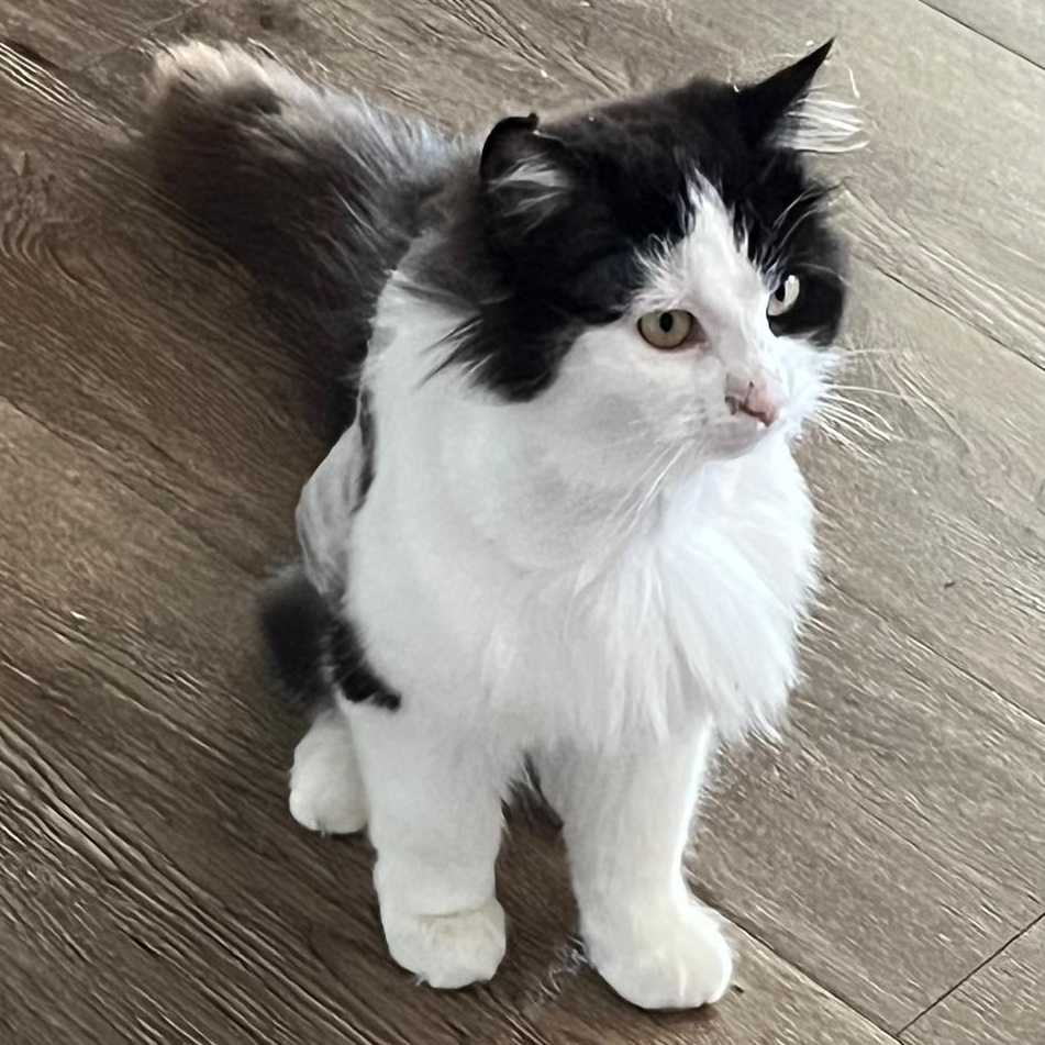 Enlarge Mattie, a ADOPTABLE Domestic Long Hair in Cambridge, ON image 1/3