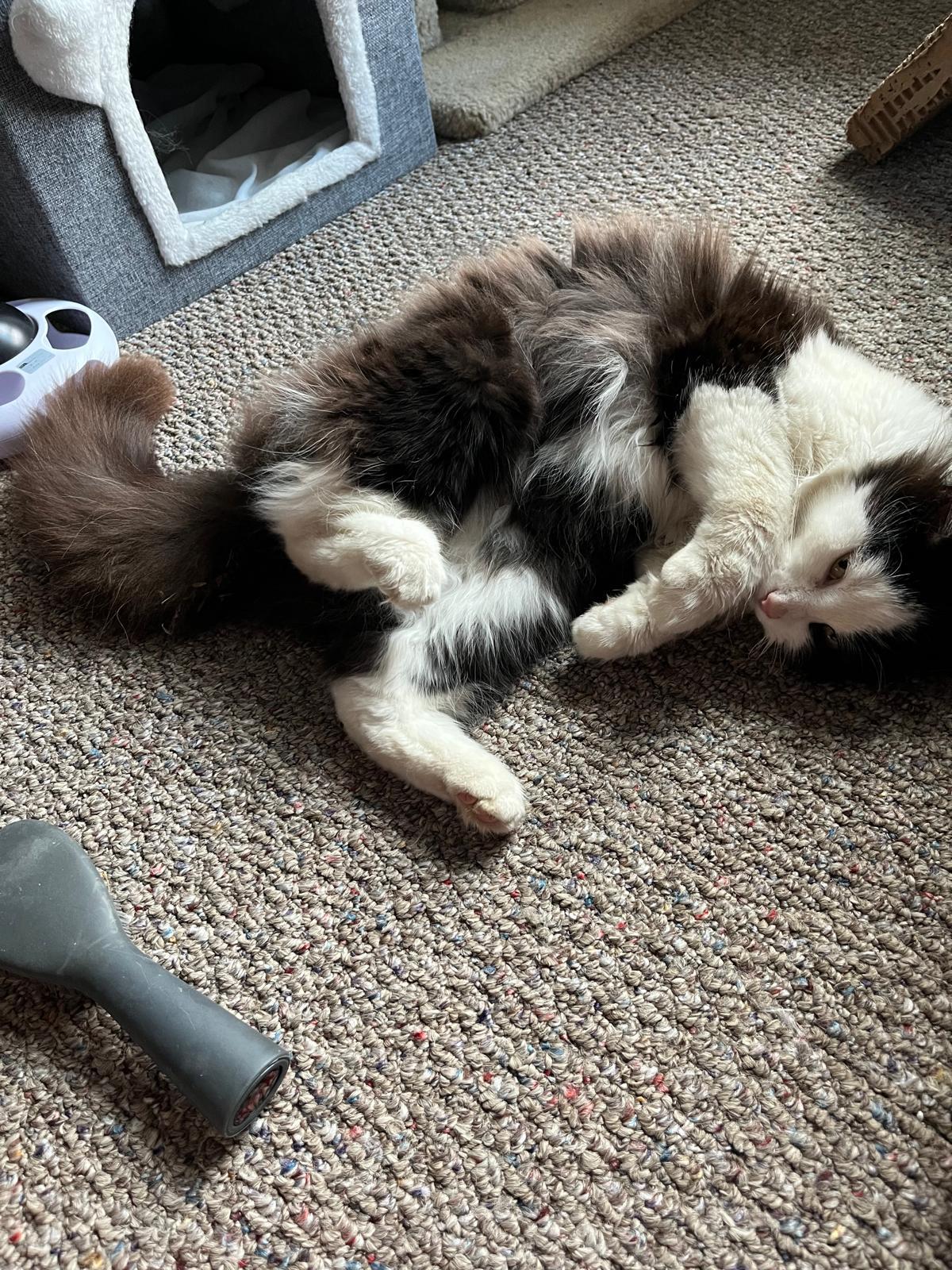 Enlarge Mattie, a ADOPTABLE Domestic Long Hair in Cambridge, ON image 2/3
