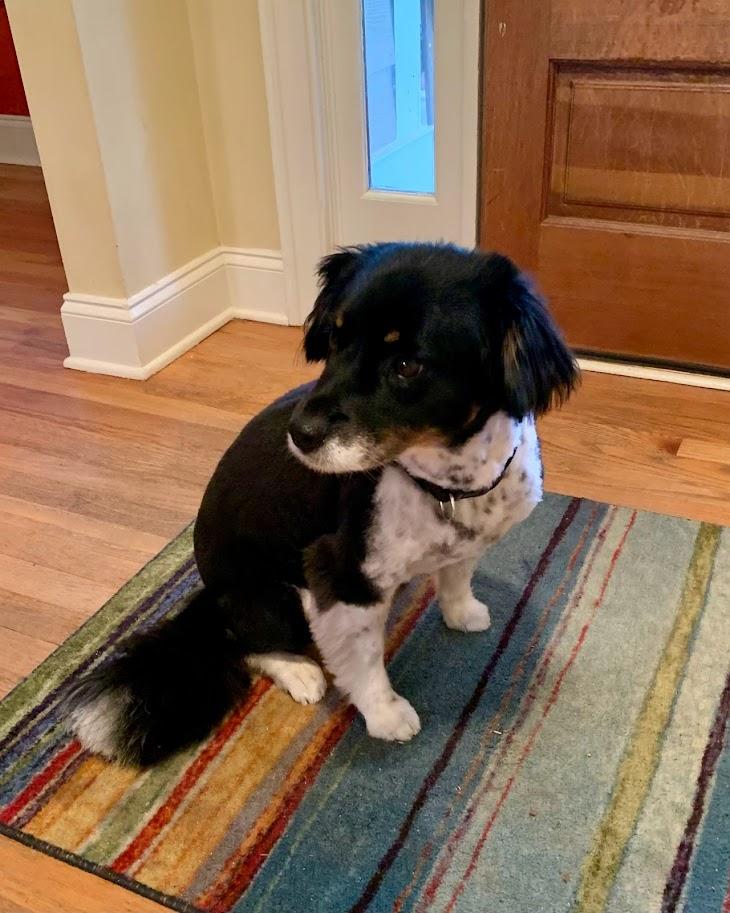 Chloe, a Adopted mixed breed in Monroe, GA image 4/6