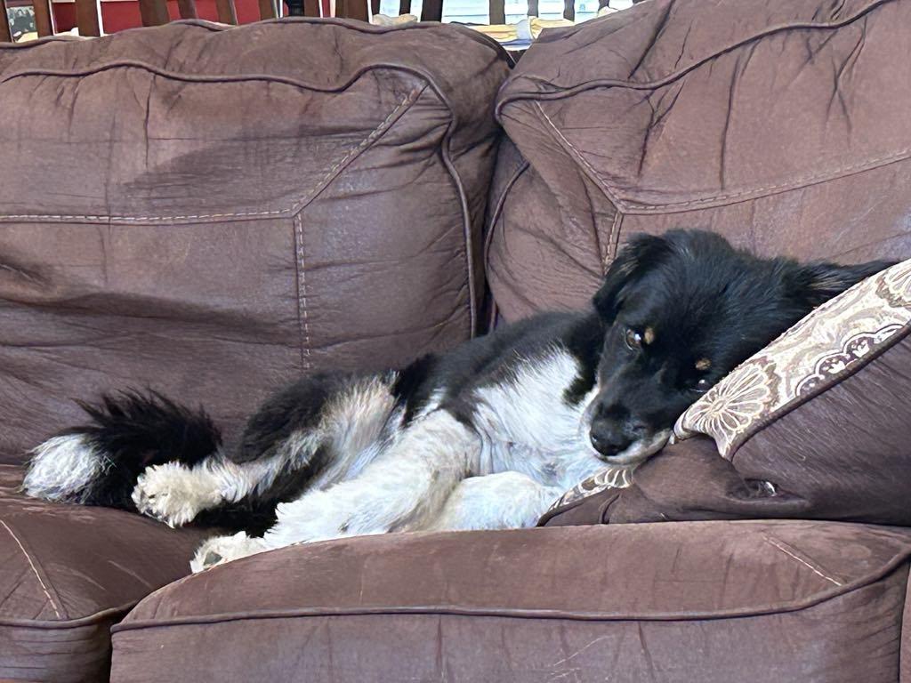 Chloe, a Adopted mixed breed in Monroe, GA image 5/6