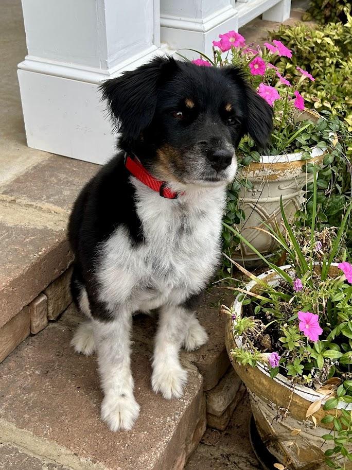 Chloe, Senior Female unknown