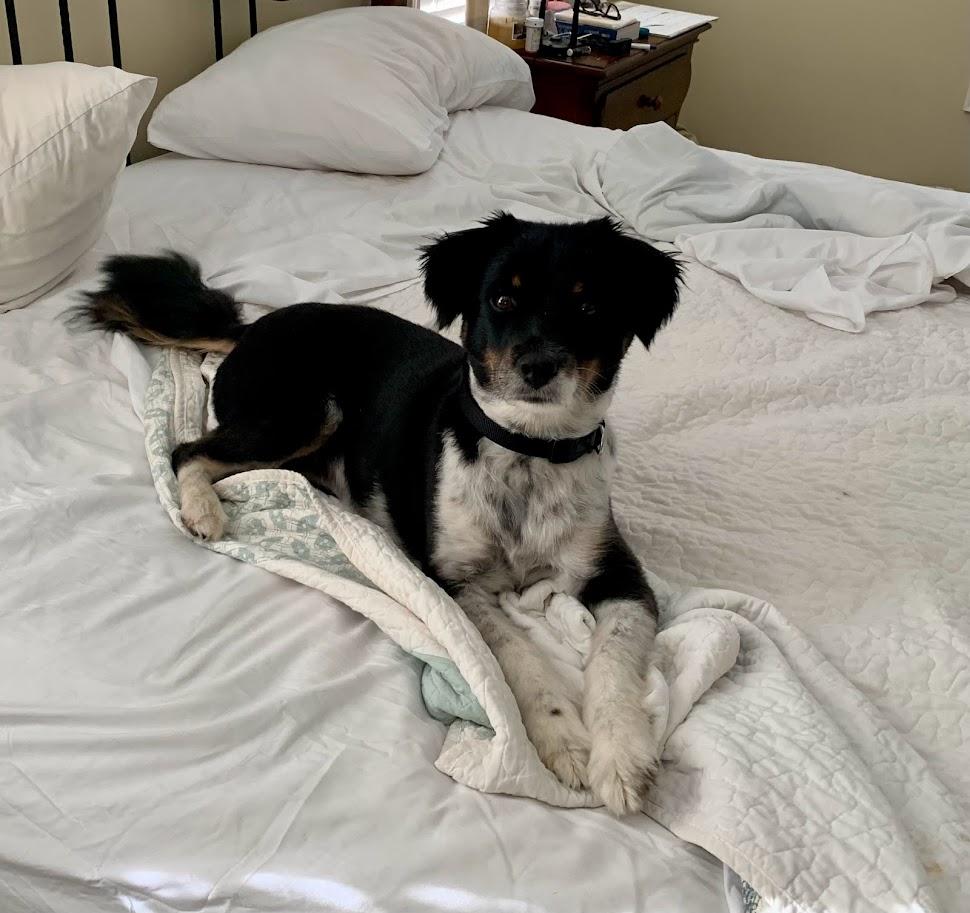 Chloe, a Adopted mixed breed in Monroe, GA image 6/6