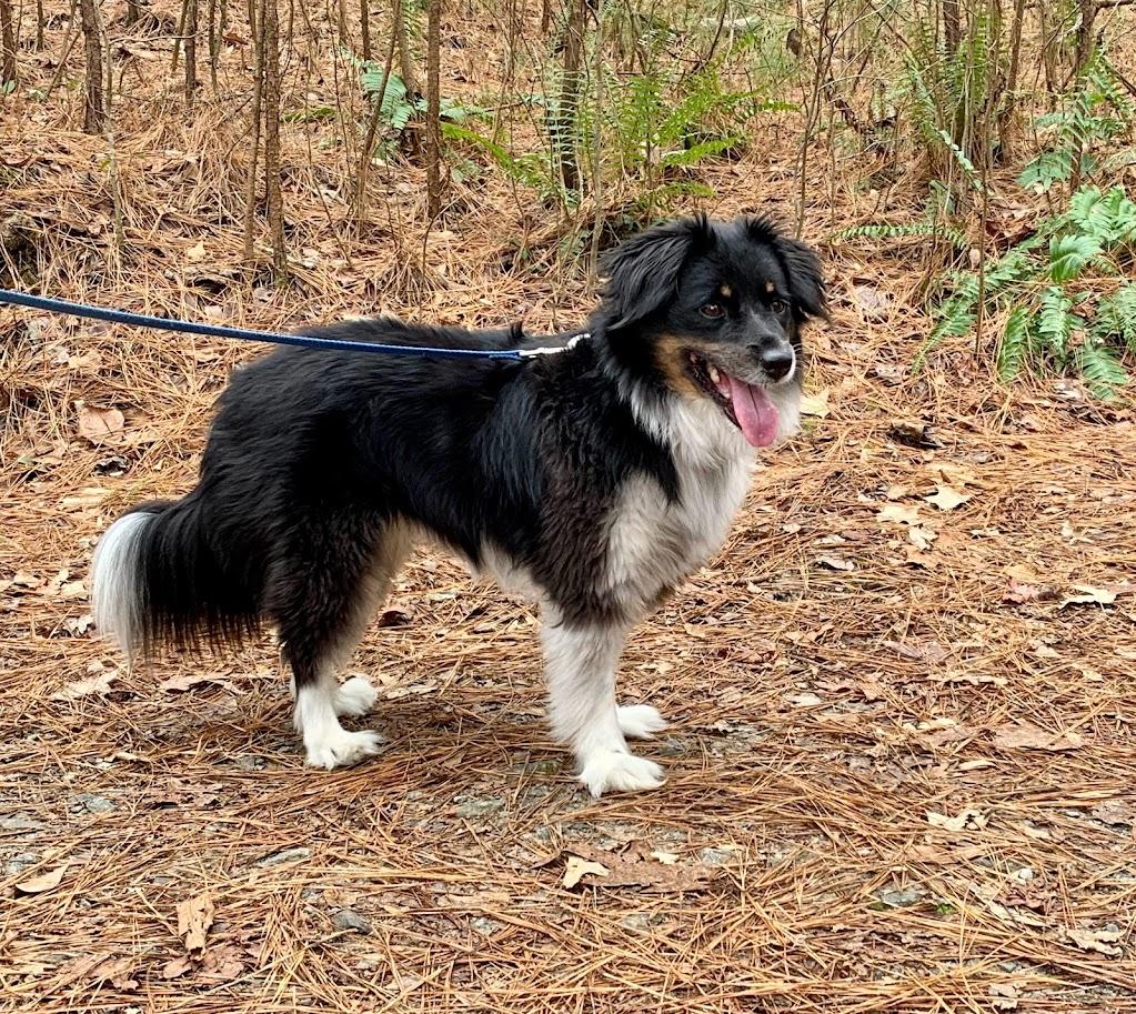 Chloe, a Adopted mixed breed in Monroe, GA image 2/6