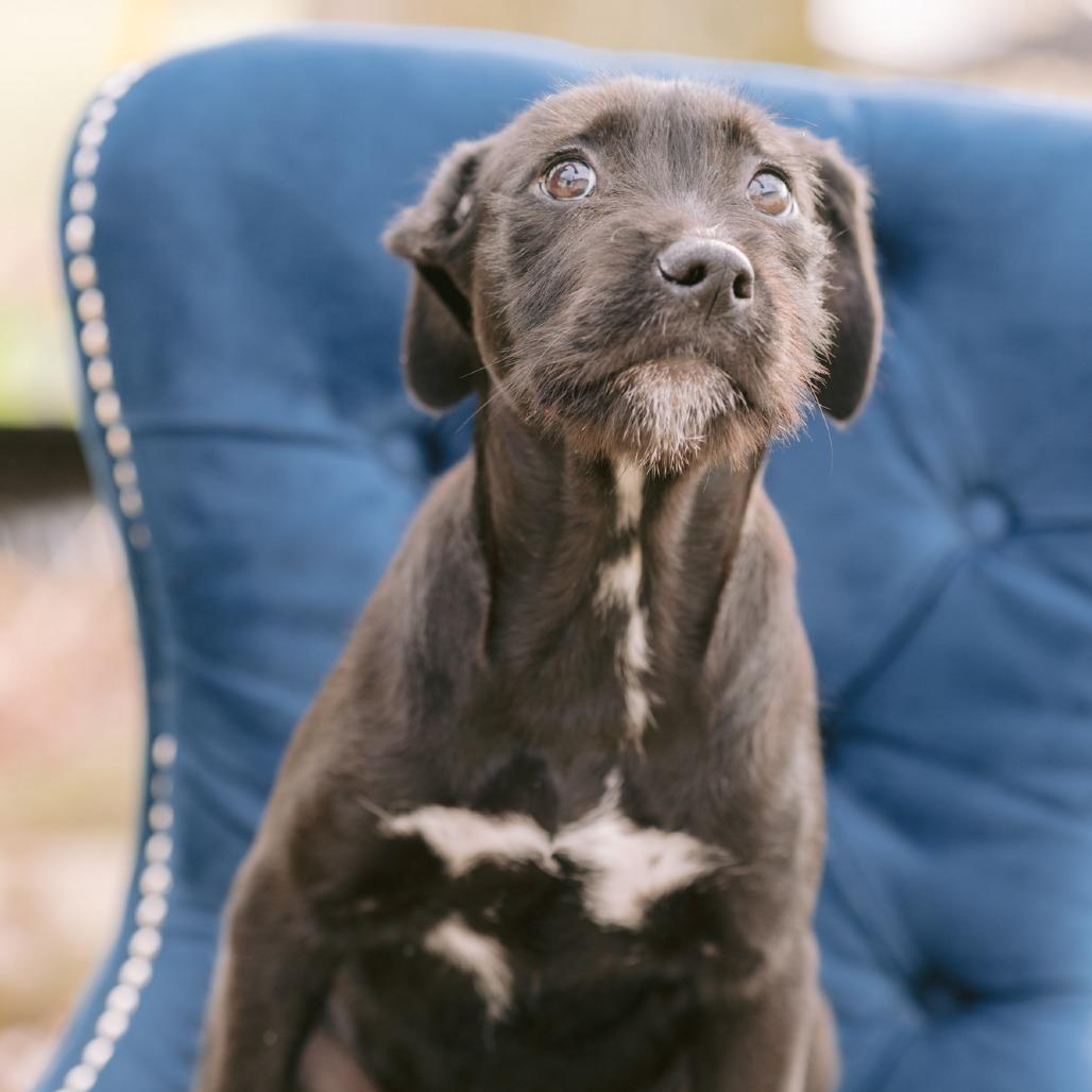 Enlarge Brioche, a ADOPTABLE mixed breed in Zionsville, IN image 1/1