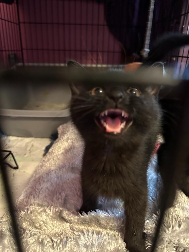 Enlarge Yahtzee, a Adoptable mixed breed in Urbandale, IA image 2/2