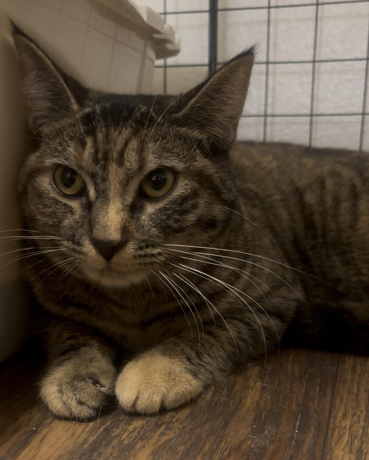 Sprite (10 months), a ADOPTABLE Domestic Short Hair in Los Angeles, CA image 4/6